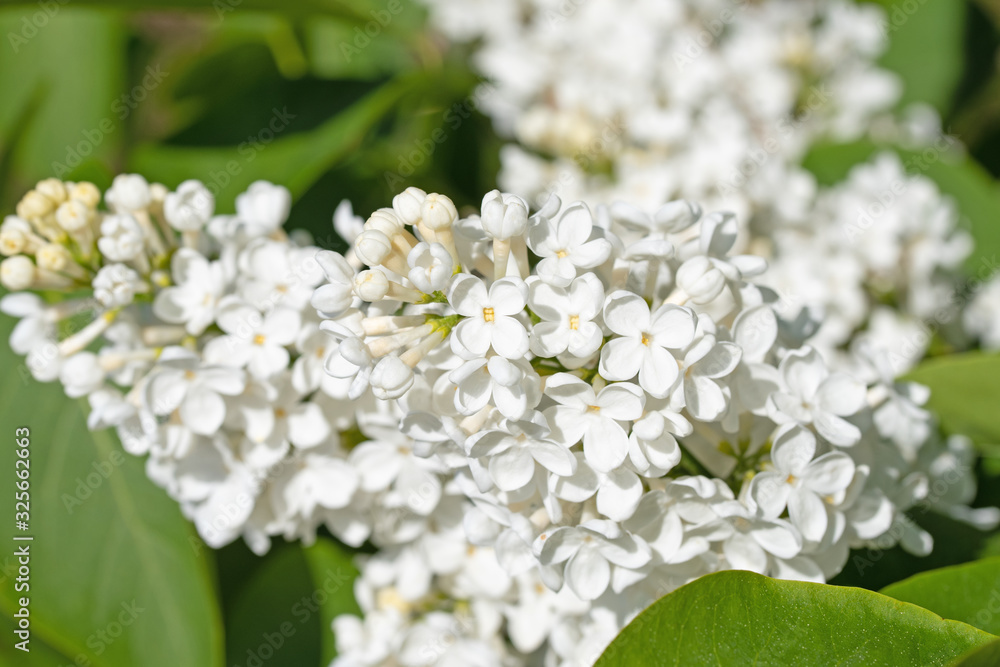 Fototapeta premium Weiß blühender Flieder, Syringa