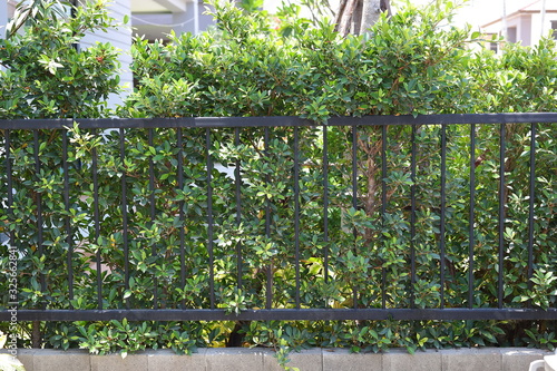 Wallpaper Mural black steel iron fence of boundary house with green leaf of shrub tree growing wall natural in garden Torontodigital.ca
