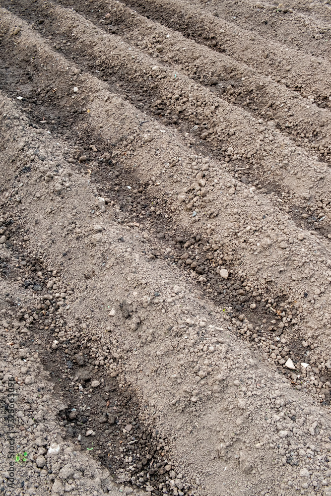 Ridging up allotment plot for young potato plants Ridging up allotment plot for young potato plants