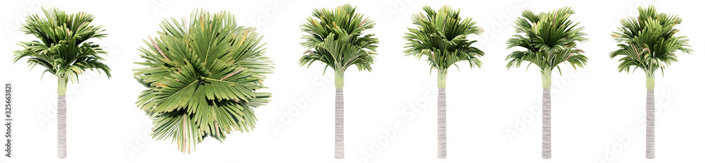Set or collection of green palm trees isolated on white background. Concept or conceptual 3d illustration for nature, ecology and conservation, strength and endurance, force and life Set or collection of green palm trees isolated on white background. Concept or conceptual 3d illustration for nature, ecology and conservation, strength and endurance, force and life