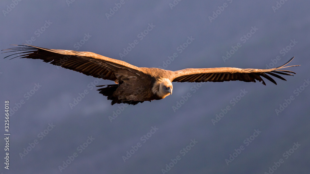 Griffon Vulture in flight at the Caire Rock, near Remuzat, France Griffon Vulture in flight at the Caire Rock, near Remuzat, France