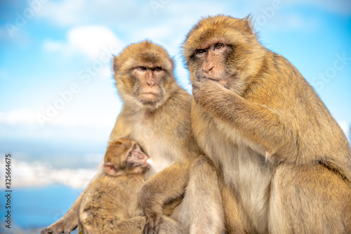 family of monkeys with blue sky in the background. Macaca sylvanus