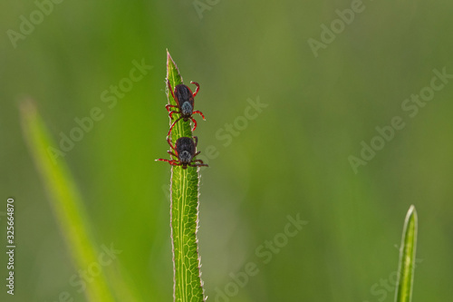 tick on the grass, acarus on grass © Anton