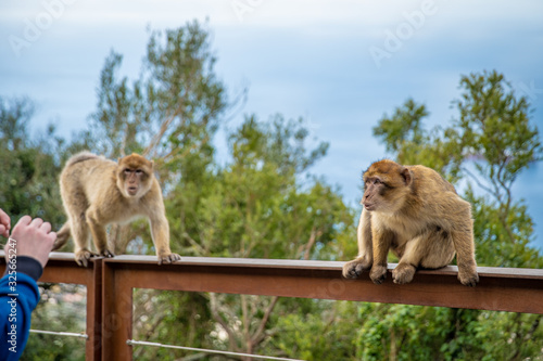 Monkeys aggressively respond to tourists in the nature reserve © edojob