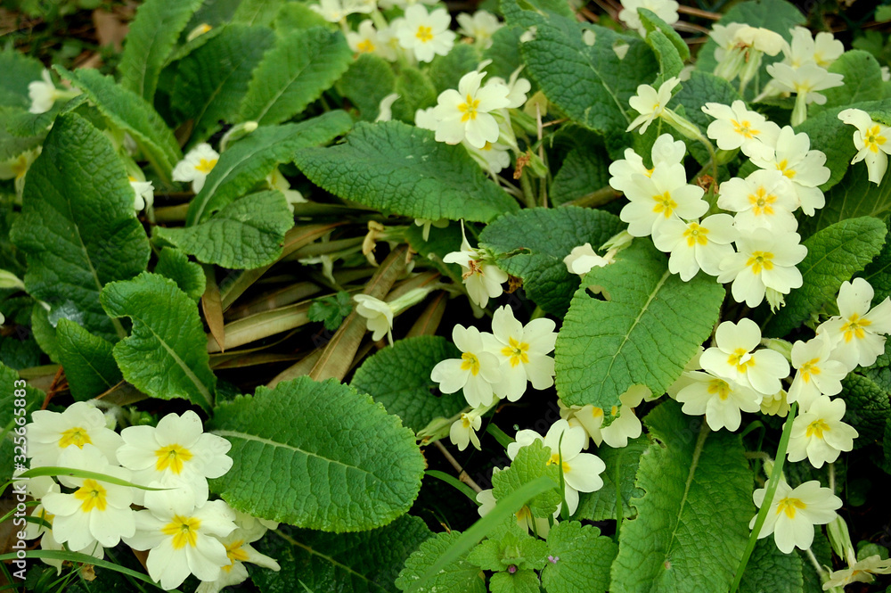 primevères