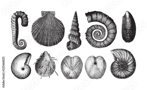 Shell fossil collection (Neocomian period) / vintage illustration from Brockhaus Konversations-Lexikon 1908 photo