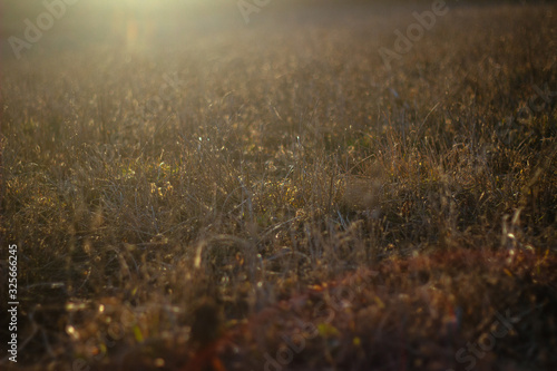 Dry grass on sunset background