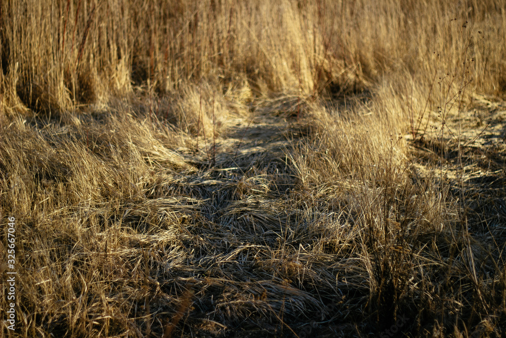 Fototapeta premium dry grass on a background sunset