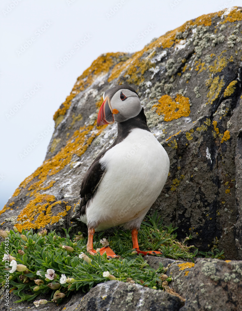 Fototapeta premium Atlantic Puffin (Fratercula arctica) at isle of May,Scotland