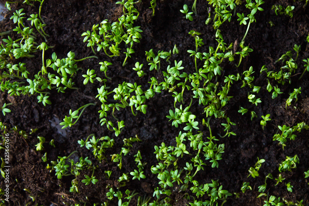 Microplot: fresh green small cress sprouts growing out of the ground in close-up top view copy space Microplot: fresh green small cress sprouts growing out of the ground in close-up top view copy space