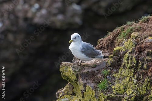 Kittiwake (Rissa tridactyla) standing on the cliffs