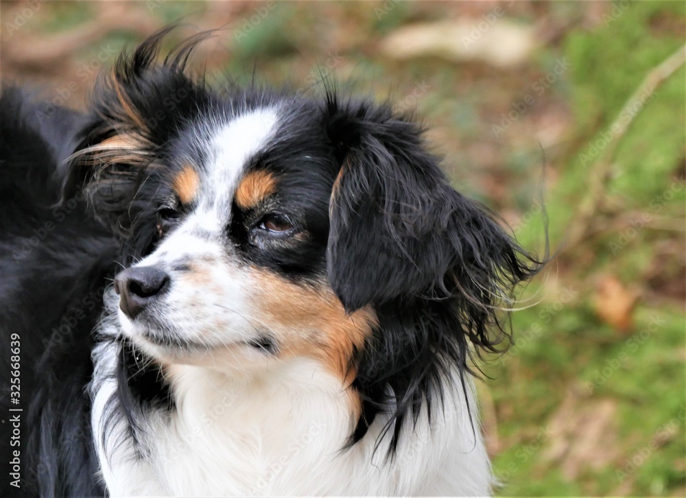 Australian Shepherd