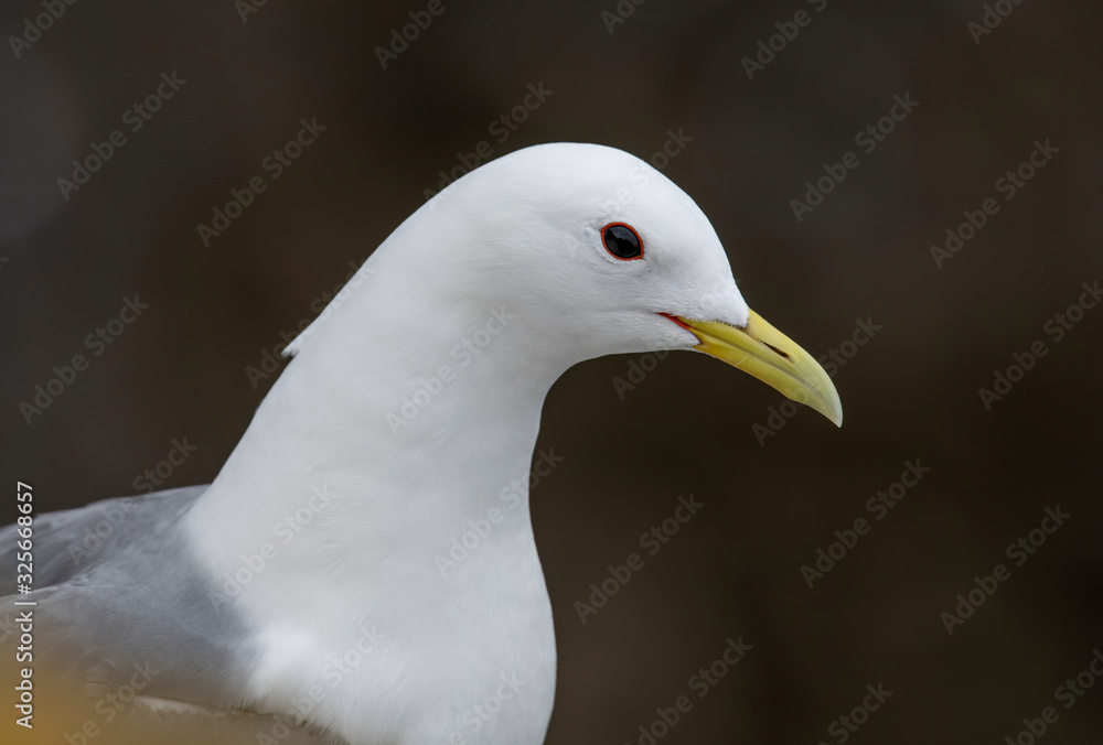 Kittiwake (Rissa tridactyla) standing on the cliffs Kittiwake (Rissa tridactyla) standing on the cliffs