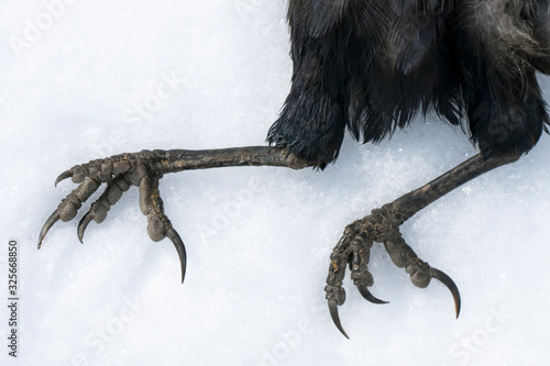 raven paws closeup in the snow on a white background. isolate. claws and skin of a raven. dead wild bird. corpse of a raven. death of a wild bird. snow. image for scientific work. Bird flu.