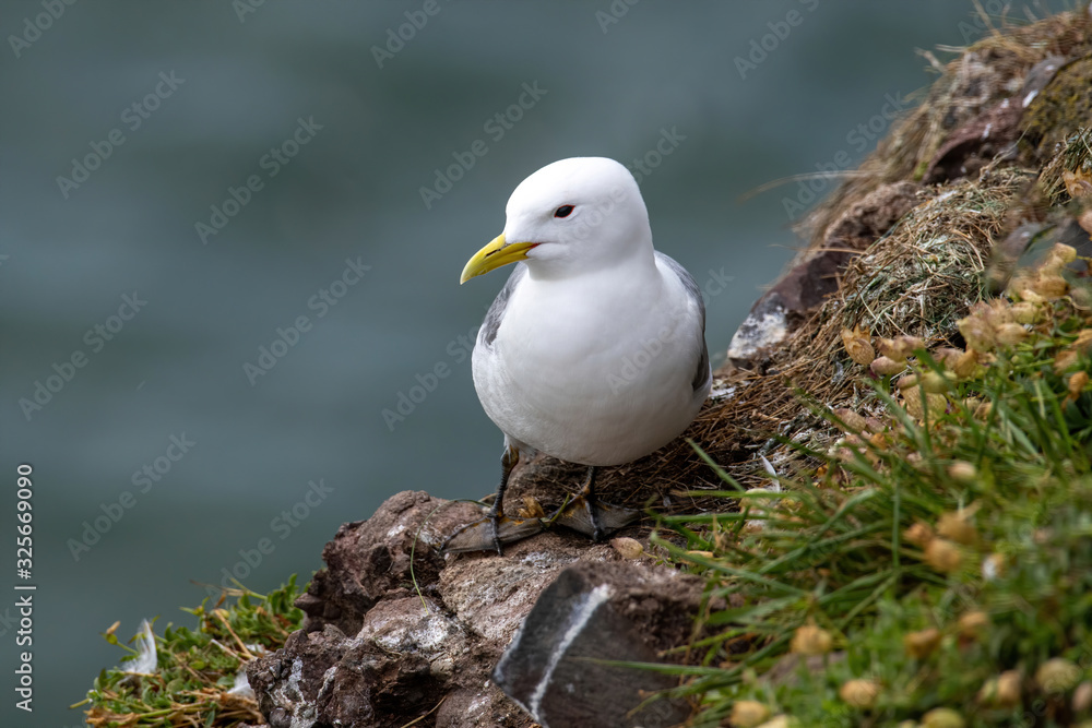 Kittiwake (Rissa tridactyla) standing on the cliffs Kittiwake (Rissa tridactyla) standing on the cliffs