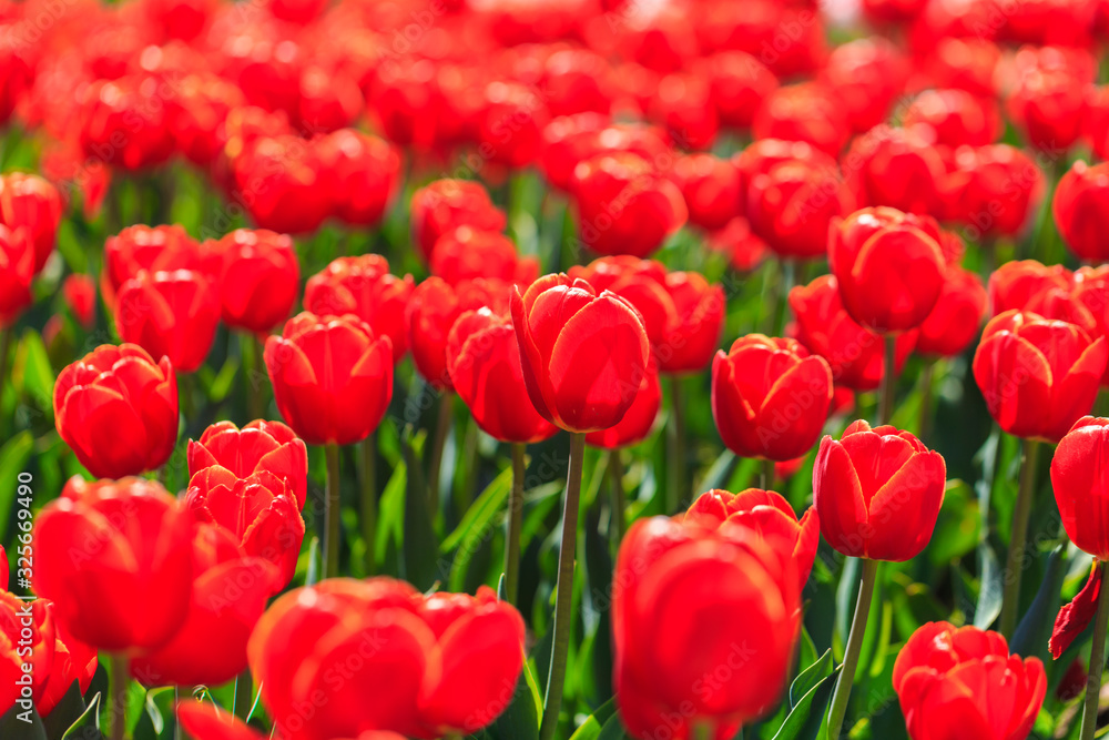 Closeup of red-orange tulips flowers with green leaves in the park outdoor. beautiful flowers in spring Closeup of red-orange tulips flowers with green leaves in the park outdoor. beautiful flowers in spring
