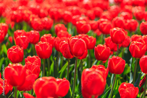 Closeup of red-orange tulips flowers with green leaves in the park outdoor. beautiful flowers in spring