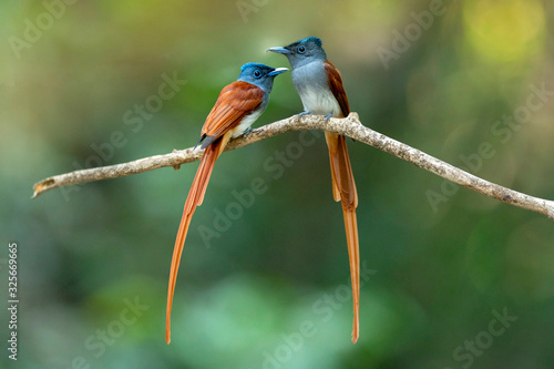 Fotografie Beautiful birds, A pair of asian paradise flycatcher