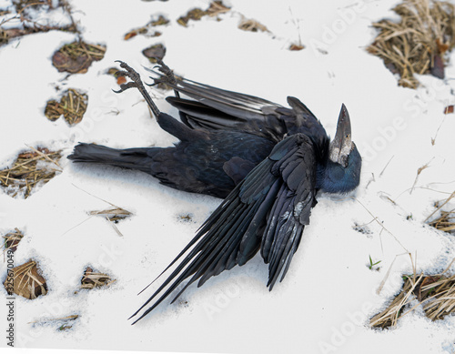 dead raven in the fall. shot down wild bird. snow. texture of feathers, dry grass, leaves. image from the game of thrones. Avian influenza. Grippus avium. Bird flu