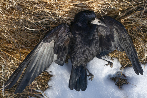dead raven in the fall. shot down wild bird. snow. texture of feathers, dry grass, leaves. image from the game of thrones. Avian influenza. Grippus avium. Bird flu