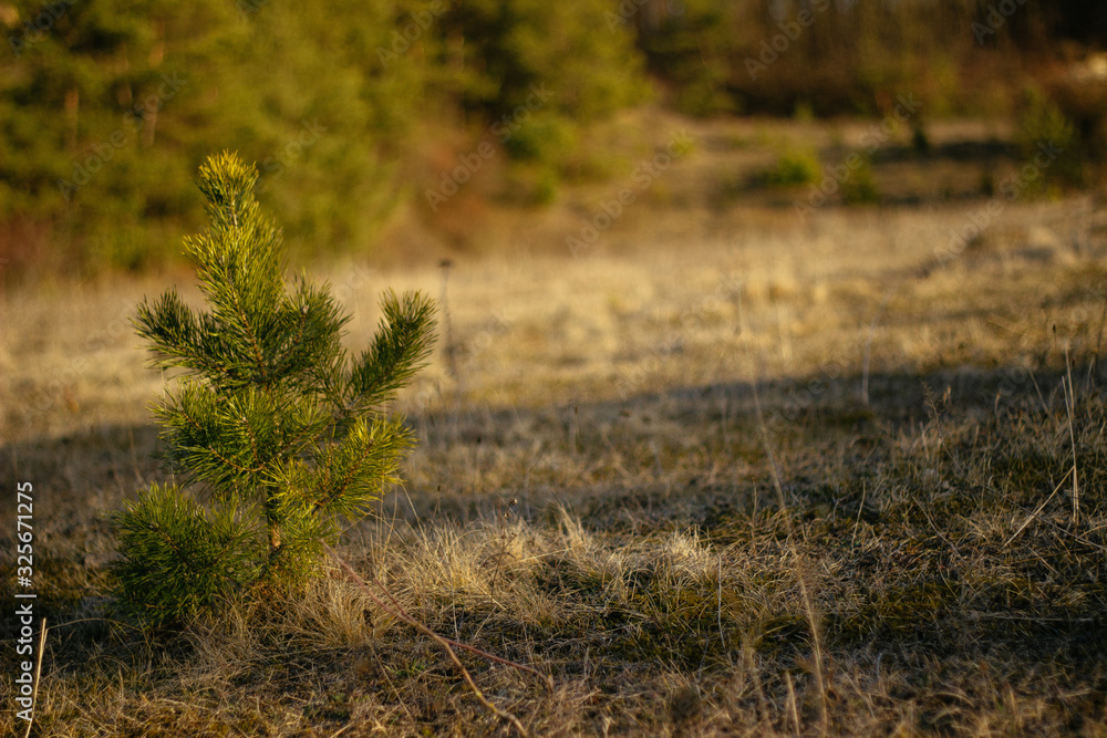 young coniferous trees at sunset young coniferous trees at sunset