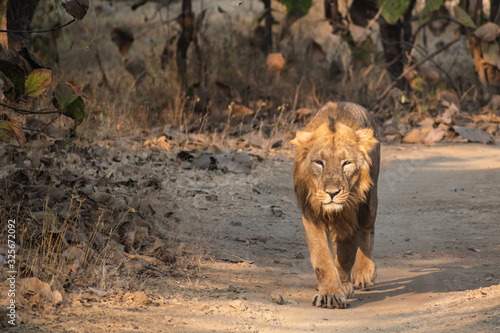 A male Asiatic lion takes a walk inside the forests of the Gir National Park in Guj