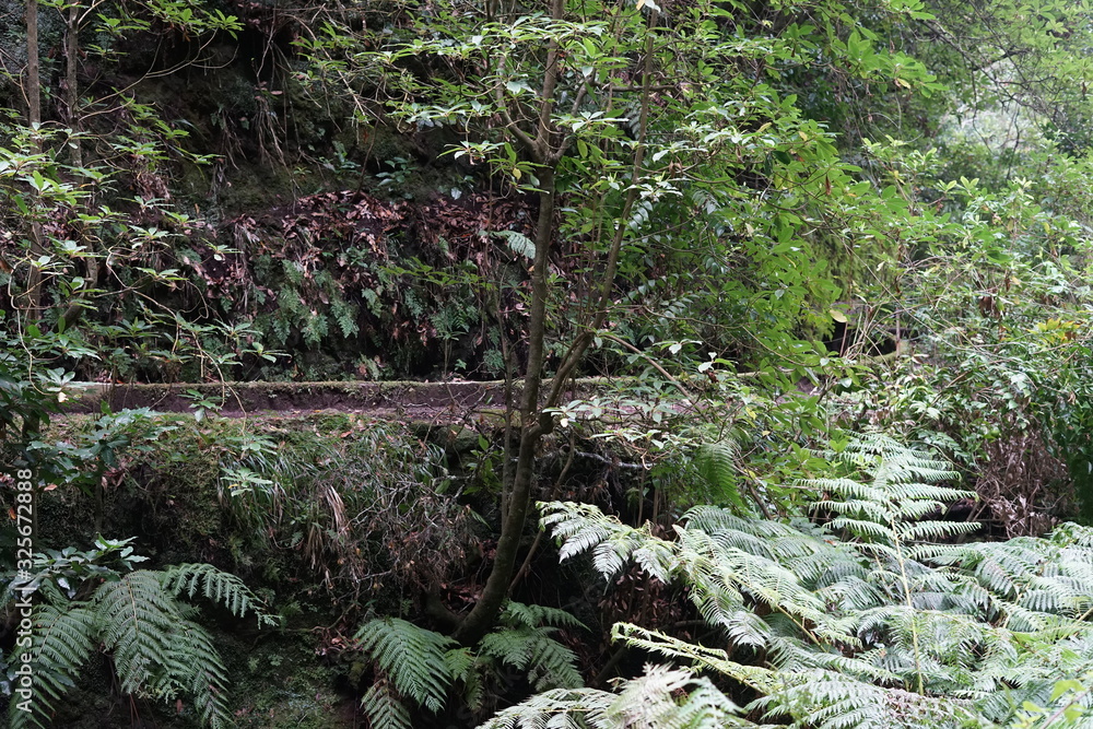 Fototapeta premium Levada da Ribeira da Janela (Porto Moniz)