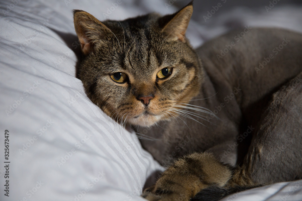 The cat of the British breed lies on the bed. Cat grooming. Сat haircut styles, Lion Cut For Cats concept. The cat of the British breed lies on the bed. Cat grooming. Сat haircut styles, Lion Cut For Cats concept.