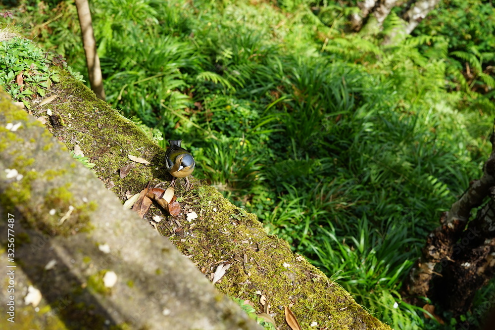 Madeira-Buchfink an der Levada da Ribeira da Janela Madeira-Buchfink an der Levada da Ribeira da Janela