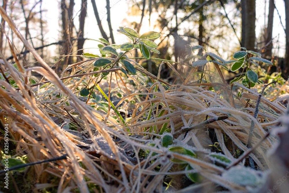 Various plants and grasses with hoarfrost illuminated by the sun.