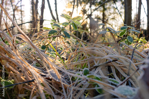 Various plants and grasses with hoarfrost illuminated by the sun.