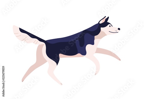 Active cartoon friendly husky dog breed vector flat illustration. Funny running malamute domestic animal isolated on white background. Cute black and white clever pet jumping side view