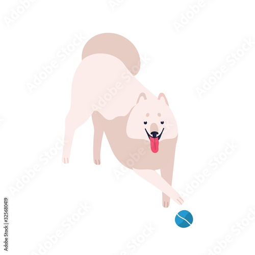 Cute cartoon playful samoyed dog vector flat illustration. White fluffy domestic animal playing with ball isolated on white background. Funny friendly purebred furry pet