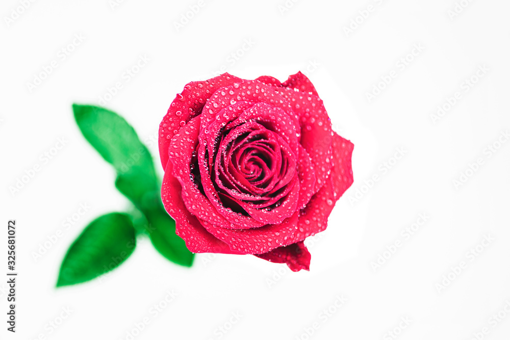 Beautiful fresh red rose, white background Beautiful fresh red rose, white background