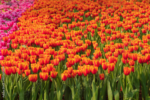 Fresh and nature a group of colorful tulip blooming in the garden select focus shallow depth of field  tulip flower background  tulip field