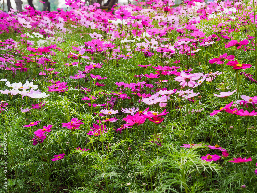 The field of fresh and natural colorful cosmos flower, flower meadows The field of fresh and natural colorful cosmos flower, flower meadows