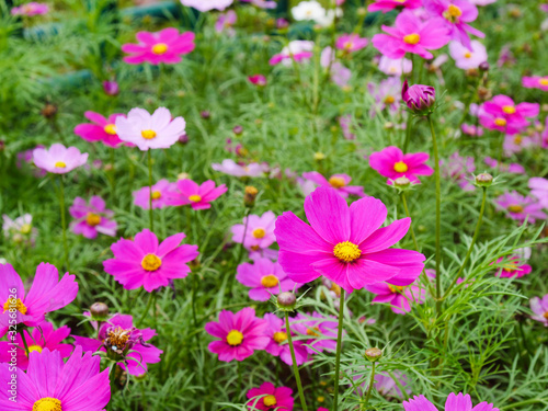 The field of fresh and natural colorful cosmos flower, flower meadows