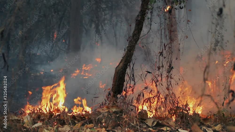 Forest fire is burning, The fire is fueled by wind and heat. Forest fire is burning, The fire is fueled by wind and heat.