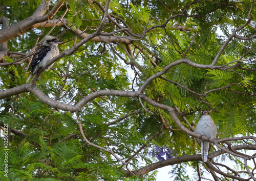 kookaburra sitting on a jacaranda tree branch in a Sydney park at sunset