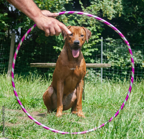 rhodesian ridgeback trick dog training photo