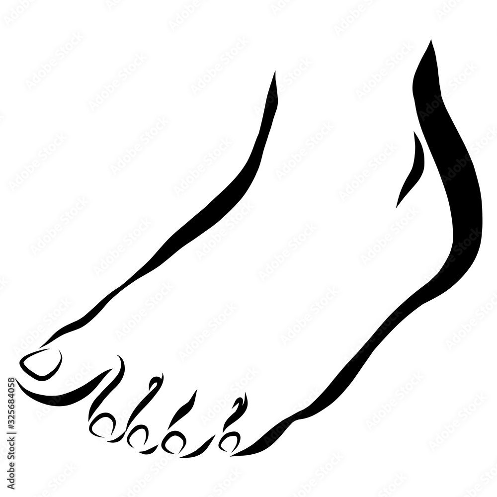 foot, black outline on a white background, toes foot, black outline on a white background, toes