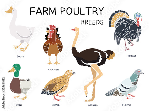 vector set of farm poultry breeds.