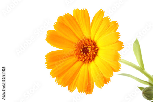 Growing calendula isolated on white