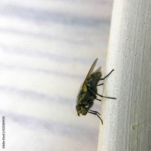 home fly on the glass close-up photo