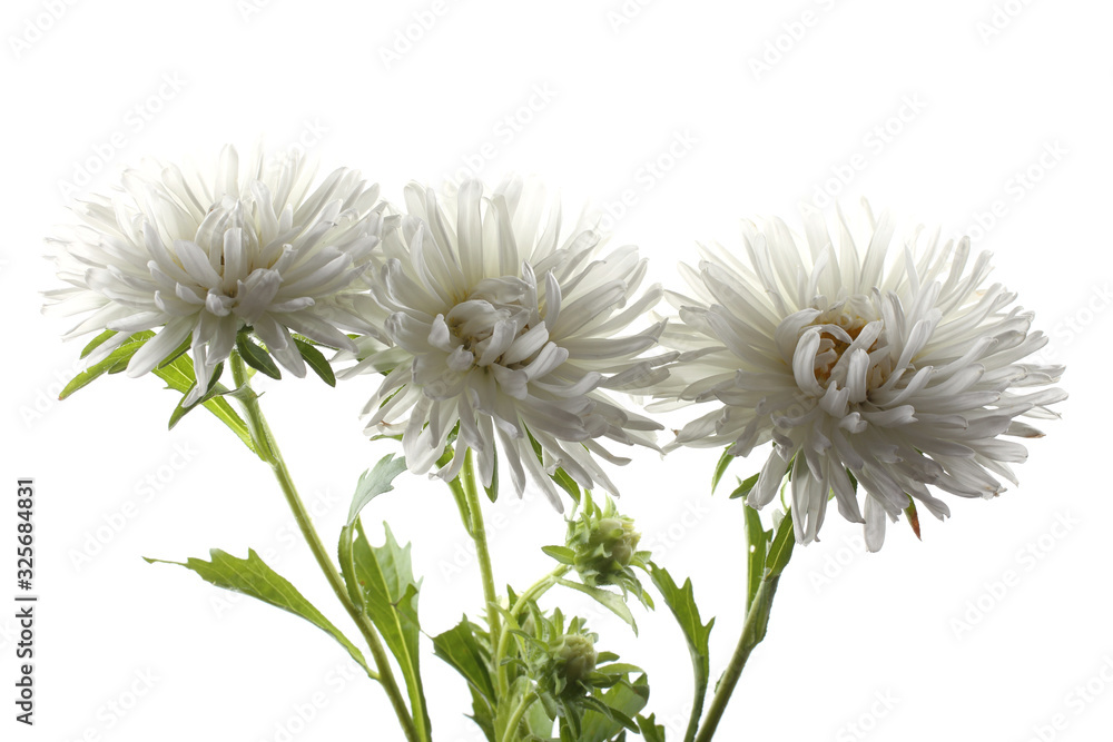 White asters isolated on white White asters isolated on white