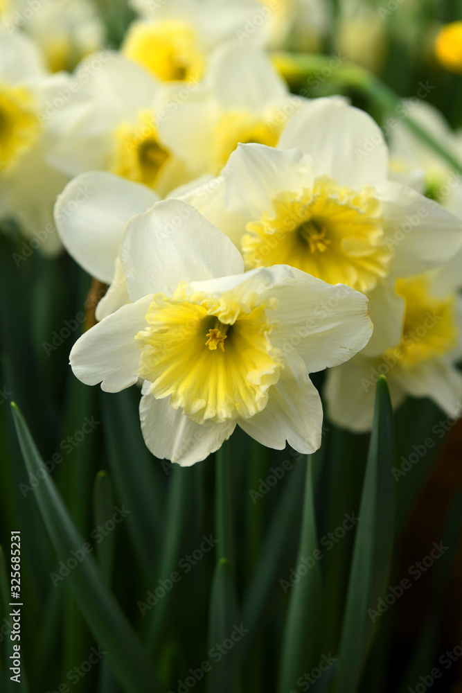 Slim Whitman Large Cupped Daffodil in spring Slim Whitman Large Cupped Daffodil in spring