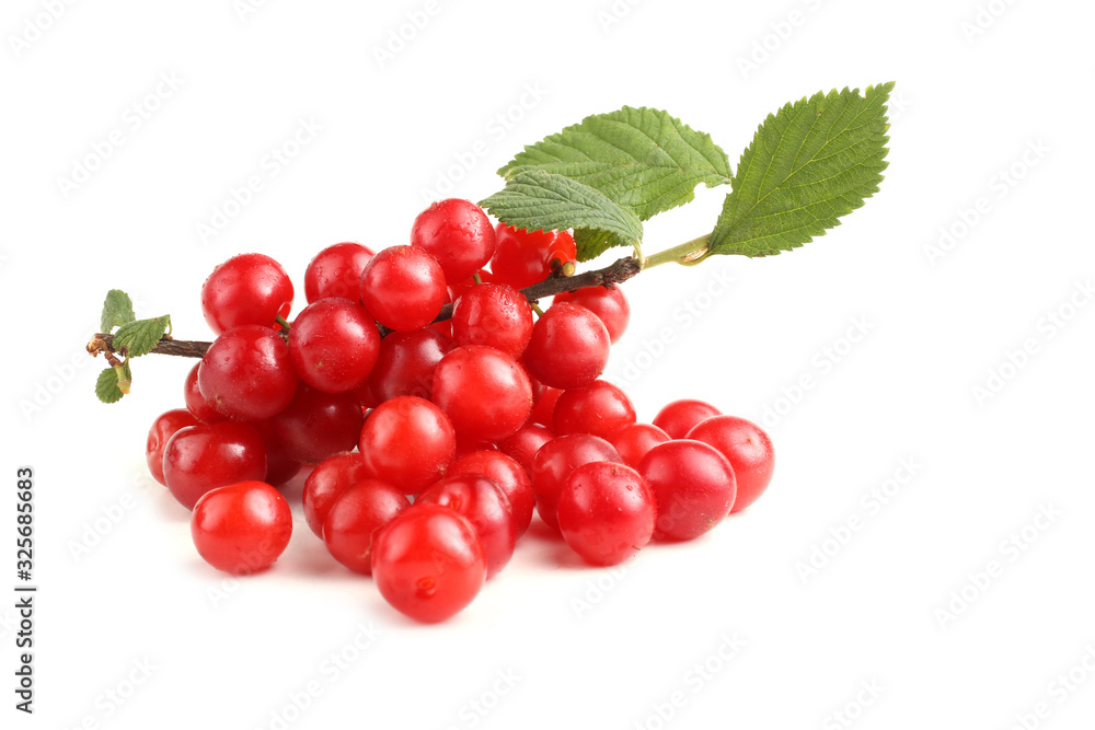 Nanking cherry on branch Nanking cherry on branch