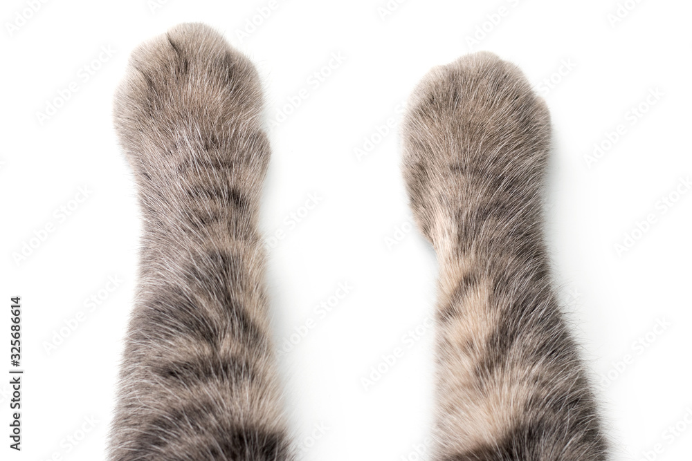 Cat's Paws on white background Cat's Paws on white background
