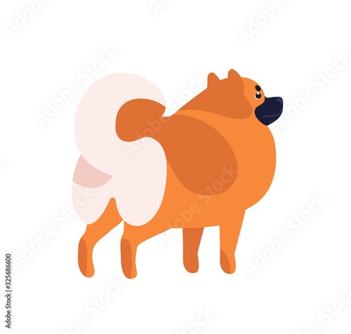 Small fluffy brown pomeranian cartoon dog vector flat illustration. Cute furry friendly spitz pet isolated on white background. Attractive funny orange domestic animal posing
