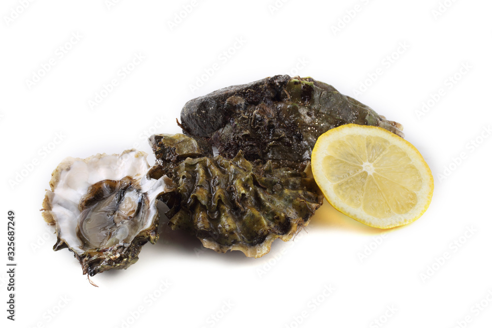 Oysters isolated on white Oysters isolated on white